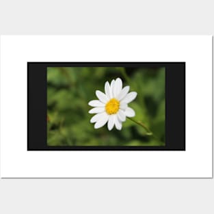 Daisy Posters and Art